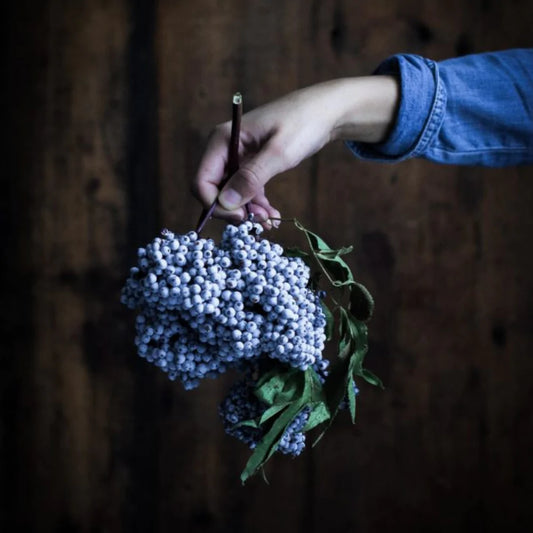 7 BENEFITS OF ELDERBERRY SYRUP
